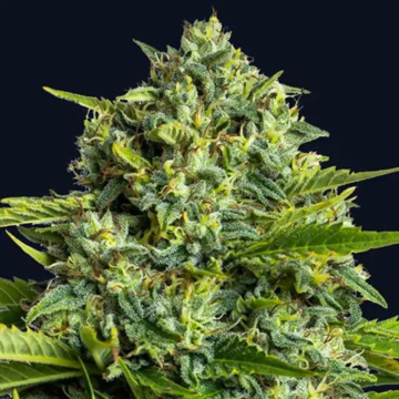 Sticky Boof cannabis plants in bloom, grown from Feminised seeds – ideal for home cultivation from Anesia Seeds