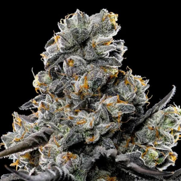 Violet Face cannabis plants in bloom, grown from Feminised seeds – ideal for home cultivation from Anesia Seeds