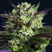 WHAM BOOM cannabis plants in bloom, grown from Feminised seeds – ideal for home cultivation from Anesia Seeds