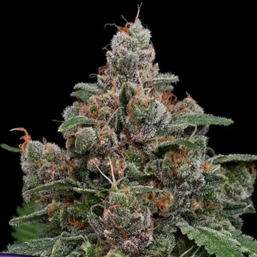 Sun of a Peach cannabis plants in bloom, grown from Feminised seeds – ideal for home cultivation from Anesia Seeds