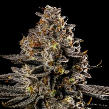 Smashberry Fumez Auto cannabis plants in bloom, grown from Automatic seeds – ideal for home cultivation from Anesia Seeds