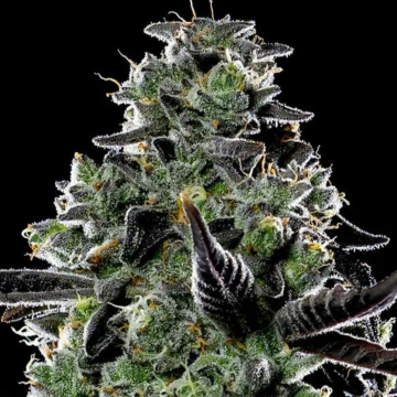 Violet Face Auto cannabis plants in bloom, grown from Automatic seeds – ideal for home cultivation from Anesia Seeds