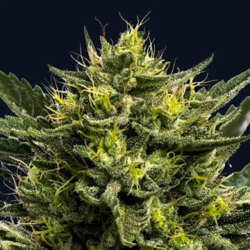 WHAM BOOM Auto cannabis plants in bloom, grown from Automatic seeds – ideal for home cultivation from Anesia Seeds