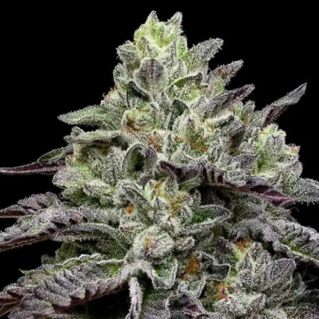 Smashberry Fumez cannabis plants in bloom, grown from Feminised seeds – ideal for home cultivation from Anesia Seeds