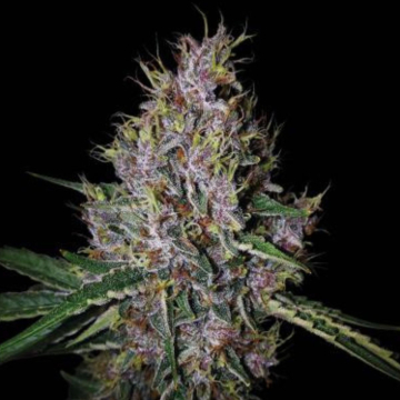 AMARETTO TARMAC© AUTO cannabis plants in bloom, grown from Automatic seeds – ideal for home cultivation from Seed Stockers