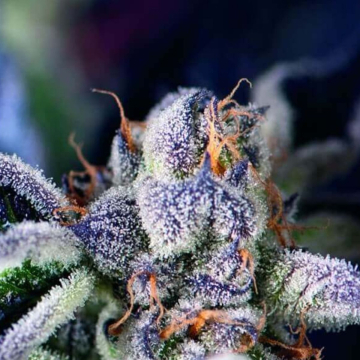 Cookies USA cannabis plants in bloom, grown from Feminised seeds – ideal for home cultivation from Pyramid Seeds