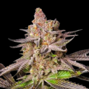 Melonade Runtz cannabis plants in bloom, grown from Feminised seeds – ideal for home cultivation from Dutch Passion