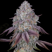 PERSIAN PIE cannabis plants in bloom, grown from Feminised seeds – ideal for home cultivation from Greenhouse Seed Co