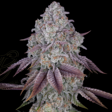 PERSIAN PIE cannabis plants in bloom, grown from Feminised seeds – ideal for home cultivation from Greenhouse Seed Co