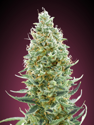 Amnesia Fast cannabis plants in bloom, grown from Feminised seeds – ideal for home cultivation from Advanced Seeds