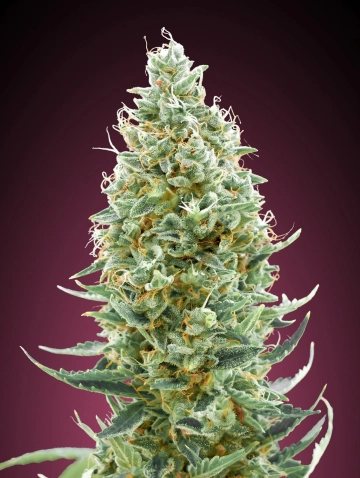 Amnesia Fast cannabis plants in bloom, grown from Feminized seeds – ideal for home cultivation from Advanced Seeds