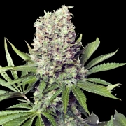 Jumbo Runtz cannabis plants in bloom, grown from Feminized seeds – ideal for home cultivation from Yieldmonger Seeds