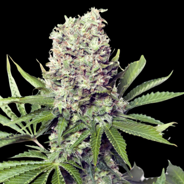 Jumbo Runtz cannabis plants in bloom, grown from Feminised seeds – ideal for home cultivation from Yieldmonger Seeds