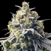 Mega Bucks Auto cannabis plants in bloom, grown from Automatic seeds – ideal for home cultivation from Yieldmonger Seeds