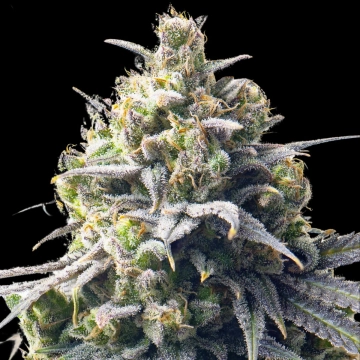 Mega Bucks Auto cannabis plants in bloom, grown from Automatic seeds – ideal for home cultivation from Yieldmonger Seeds