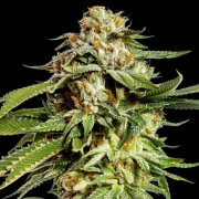 Super Scoop cannabis plants in bloom, grown from Feminized seeds – ideal for home cultivation from Yieldmonger Seeds
