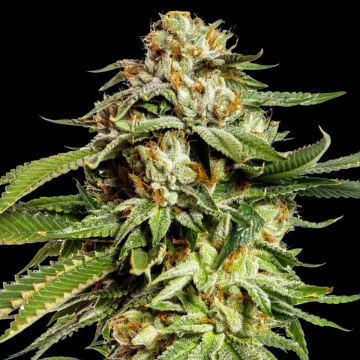 Super Scoop cannabis plants in bloom, grown from Feminised seeds – ideal for home cultivation from Yieldmonger Seeds