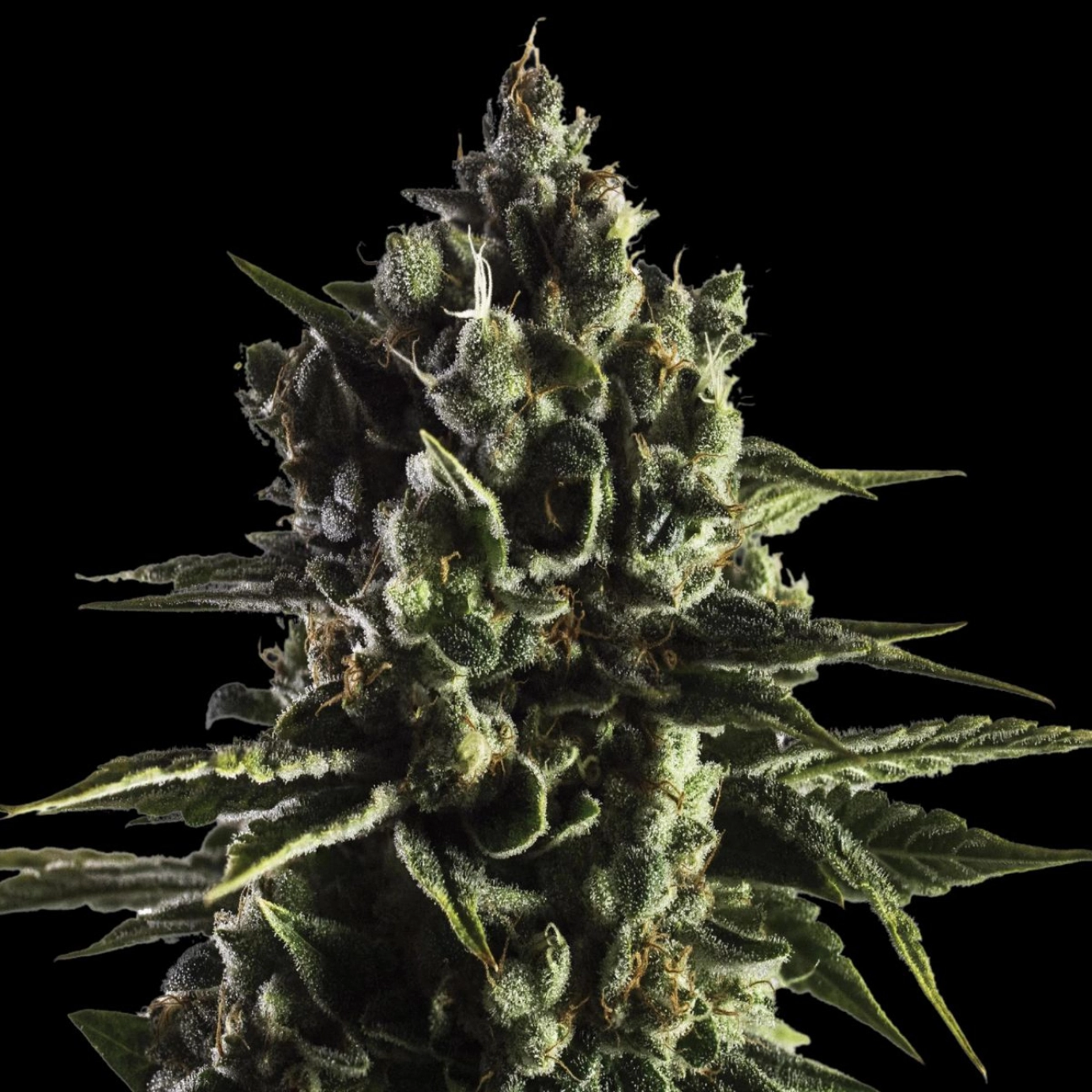 FAT CARAMEL Auto – Yieldmonger Seeds – Autoflowering