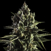 FAT CARAMEL Auto cannabis plants in bloom, grown from Automatic seeds – ideal for home cultivation from Yieldmonger Seeds