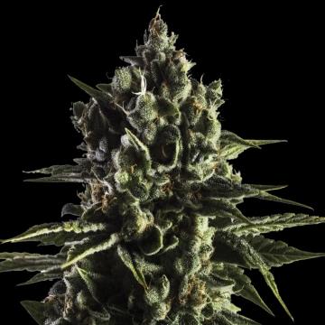 FAT CARAMEL Auto cannabis plants in bloom, grown from Automatic seeds – ideal for home cultivation from Yieldmonger Seeds