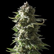MOTHER APE SHIT Auto cannabis plants in bloom, grown from Automatic seeds – ideal for home cultivation from Yieldmonger Seeds