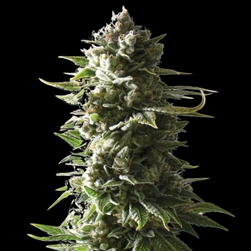 MOTHER APE SHIT Auto cannabis plants in bloom, grown from Automatic seeds – ideal for home cultivation from Yieldmonger Seeds