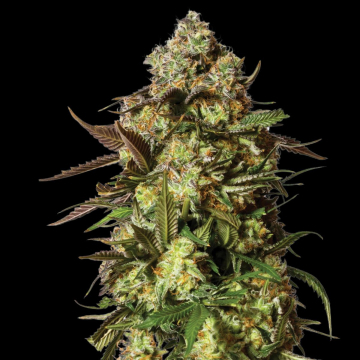 CANDIED SATSUMA Auto cannabis plants in bloom, grown from Automatic seeds – ideal for home cultivation from Yieldmonger Seeds