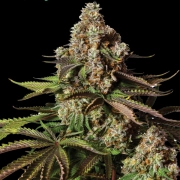TURBO ZKITTLES cannabis plants in bloom, grown from Automatic seeds – ideal for home cultivation from Yieldmonger Seeds