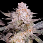 Orange Bud 2.0 cannabis plants in bloom, grown from Feminized seeds – ideal for home cultivation from Dutch Passion