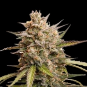 Auto Melonade Runtz cannabis plants in bloom, grown from Automatic seeds – ideal for home cultivation from Dutch Passion