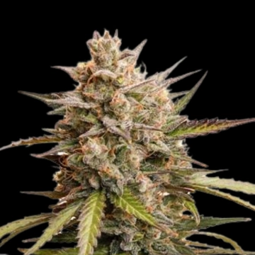 Auto Melonade Runtz cannabis plants in bloom, grown from Automatic seeds – ideal for home cultivation from Dutch Passion