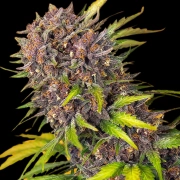 Diablo Rojo XL Auto cannabis plants in bloom, grown from Automatic seeds – ideal for home cultivation from Sweet Seeds