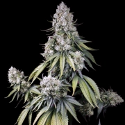 Jealousy Z XL Auto cannabis plants in bloom, grown from Automatic seeds – ideal for home cultivation from Sweet Seeds