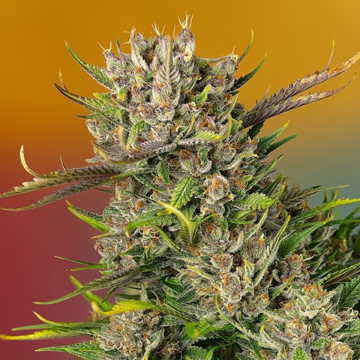 Papaya Zoap Auto cannabis plants in bloom, grown from Automatic seeds – ideal for home cultivation from Sweet Seeds