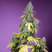 Jet Fuel Mandarine XL Auto cannabis plants in bloom, grown from Automatic seeds – ideal for home cultivation from Sweet Seeds