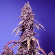 Black Muffin F1 Fast Version cannabis plants in bloom, grown from Feminized seeds – ideal for home cultivation from Sweet Seeds