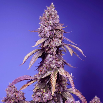 Black Muffin F1 Fast Version cannabis plants in bloom, grown from Feminised seeds – ideal for home cultivation from Sweet Seeds