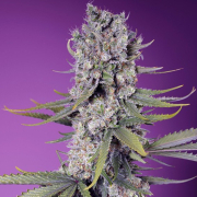 Papaya Zoap F1 Fast Version cannabis plants in bloom, grown from Feminised seeds – ideal for home cultivation from Sweet Seeds