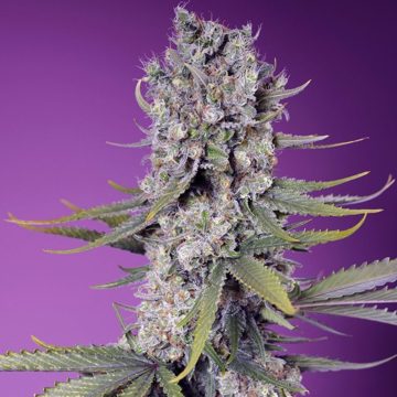 Papaya Zoap F1 Fast Version cannabis plants in bloom, grown from Feminised seeds – ideal for home cultivation from Sweet Seeds
