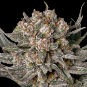 Gorilla Super Glue cannabis plants in bloom, grown from Feminised seeds – ideal for home cultivation from Dutch Passion