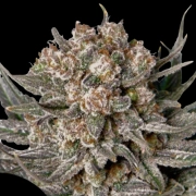 Gorilla Super Glue cannabis plants in bloom, grown from Feminized seeds – ideal for home cultivation from Dutch Passion