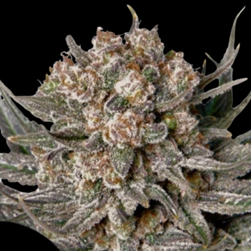 Gorilla Super Glue cannabis plants in bloom, grown from Feminized seeds – ideal for home cultivation from Dutch Passion