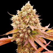 BURGER KUSH cannabis plants in bloom, grown from Feminised seeds – ideal for home cultivation from World of Seeds