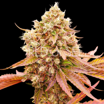 BURGER KUSH cannabis plants in bloom, grown from Feminised seeds – ideal for home cultivation from World of Seeds