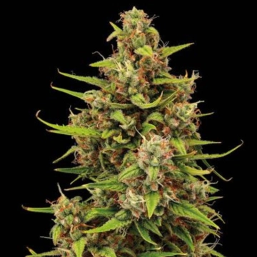 Tropical Zmoothie Auto cannabis plants in bloom, grown from Automatic seeds – ideal for home cultivation from Seed Stockers