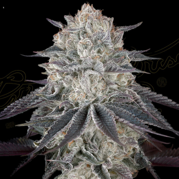 FULLGAS cannabis plants in bloom, grown from Feminised seeds – ideal for home cultivation from Greenhouse Seed Co