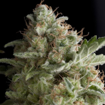American Pie cannabis plants in bloom, grown from Feminised seeds – ideal for home cultivation from Pyramid Seeds
