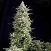 Amnesia Gold cannabis plants in bloom, grown from Feminized seeds – ideal for home cultivation from Pyramid Seeds