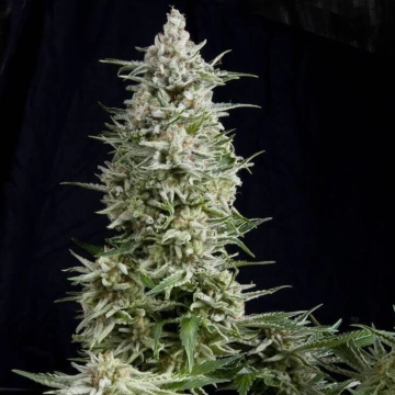 Amnesia Gold cannabis plants in bloom, grown from Feminized seeds – ideal for home cultivation from Pyramid Seeds