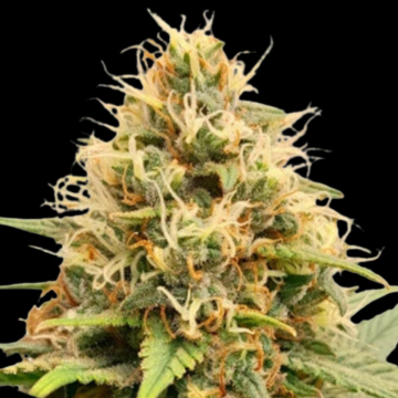 Crystal White Kush cannabis plants in bloom, grown from Feminised seeds – ideal for home cultivation from Dutch Passion